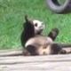 Illustration for article titled This Is A Panda Bear Doing The Nae Nae